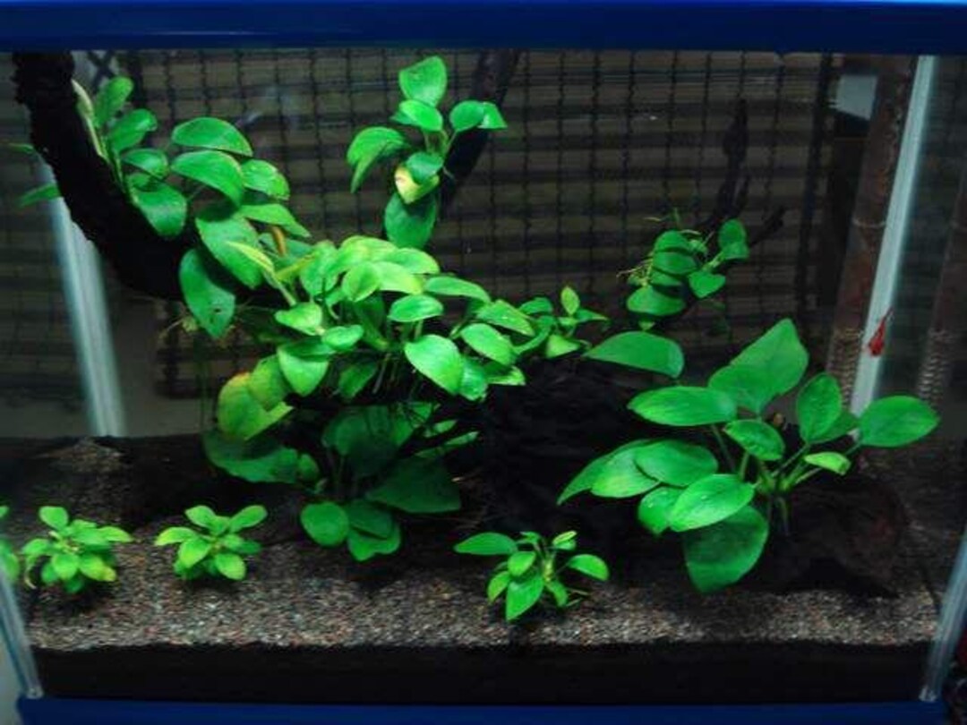 Anubias Barteri (Nana Petite) Live Aquarium Plant - Buy 2 Get 1 Free! 3 thumbnail image