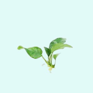 Anubias Barteri Nana Bare Root Small Live Aquarium Plants Fresh Water Aquatic Plants BUY 2 GET 1 FREE Free Shipping image 8