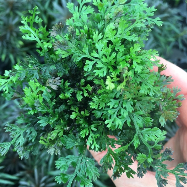 Bolbitis Heteroclita Difformis "Mini" | Live Aquarium Plants | BUY 2 GET 1 FREE | Free Shipping