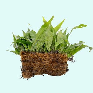 BUY 2 GET 1 FREE Java Fern Microsorum Pteropus 1 Plant Potted Live Aquarium Plants Free Shipping image 6