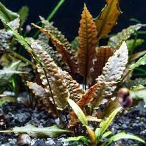 Cryptocoryne Wendtii Brown Small Live Aquarium Plants BUY 2 GET 1 FREE Free Shipping image 7