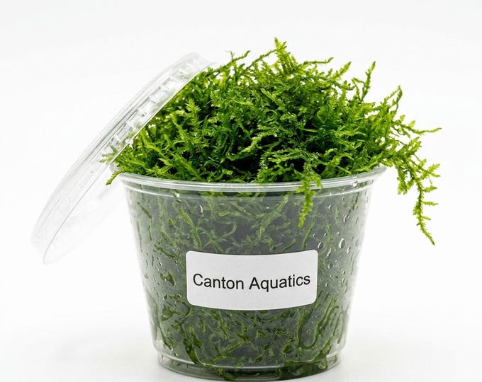 Java Moss Live Aquarium Plant Freshwater Tank - BUY 2 GET 1 FREE - Etsy