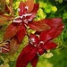 see more listings in the Live Rooted Plants section