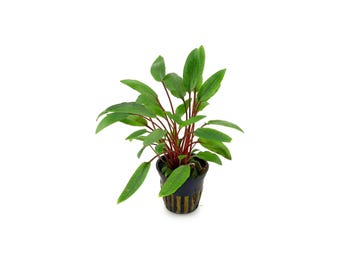 Cryptocoryne Becketii Petchii -Aquascaping Substrate Decoration BUY 2 GET 1 FREE