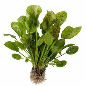 Green Ozelot Amazon Sword – Live Aquarium Plant, Easy Care - BUY 2 GET 1 FREE