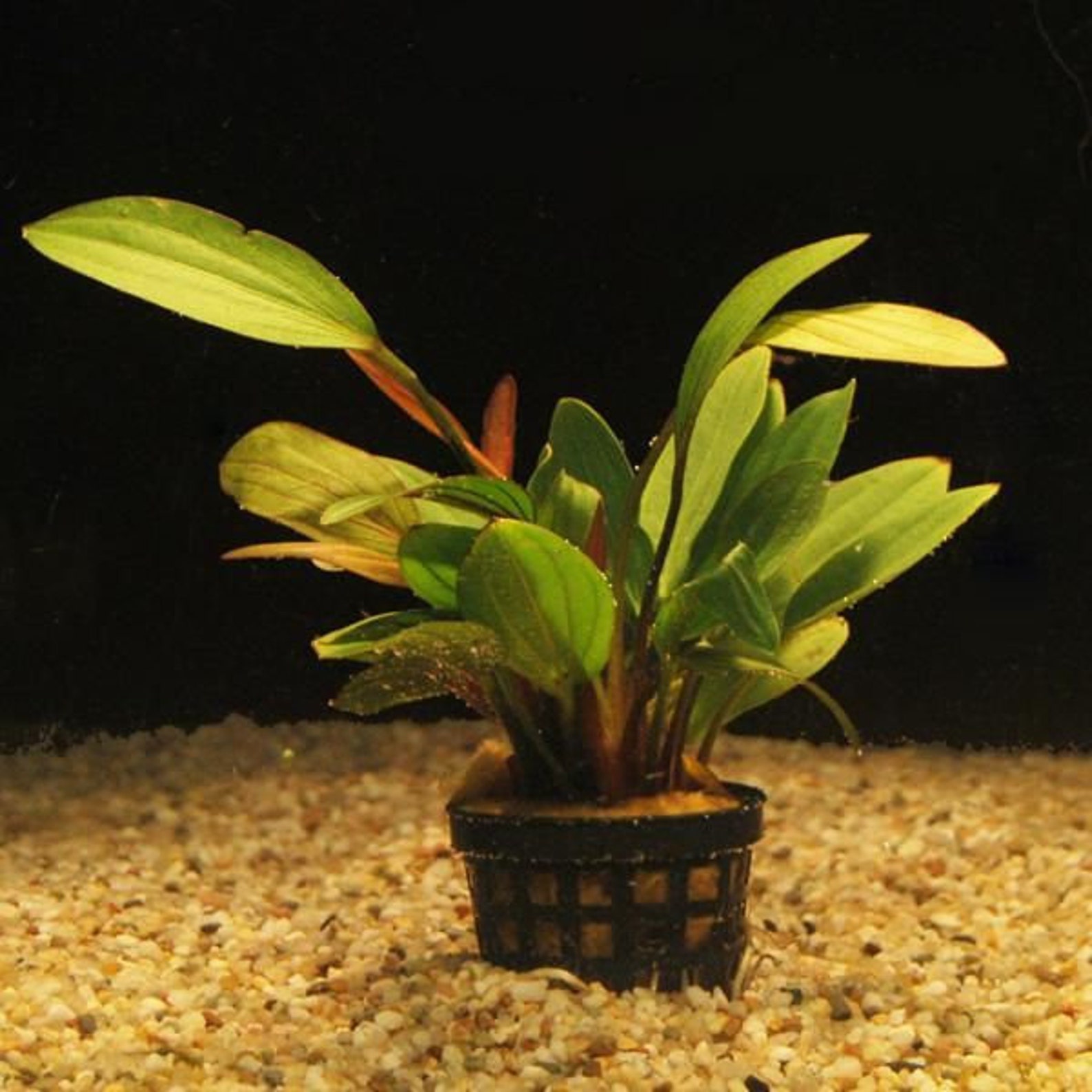 LIVE AQUARIUM PLANTS Amazon Sword Echinodorus Red Rose In Etsy