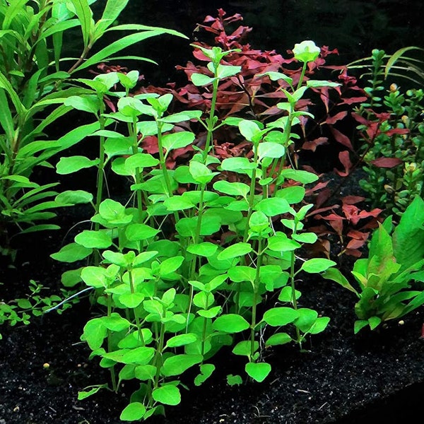 Mint Charlie (Micromeria Brownei) Bunch | Live Aquarium Plants | Easy to Maintain and Long Lasting | BUY 2 GET 1 FREE | Free Shipping