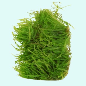 Weeping Moss Vesicularia Ferriei Live Aquarium Plants Live Territarium Moss Rug Fresh Water Aquatic Plants BUY 2 GET 1 FREEFree Shipping image 4