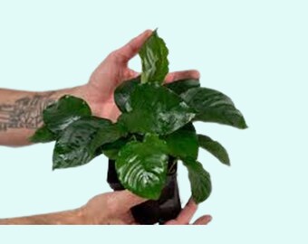 Anubias Barteri Bare Root Large | Easy to care  | Broad Leaves  Aquarium Plants | Fish Friendly Plants | BUY 2 GET 1 FREE | Free Shipping