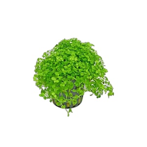 Monte Carlo Micranthemum Live Aquarium Plants | BUY 2 GET 1 FREE | Carpet Aquascape image 1