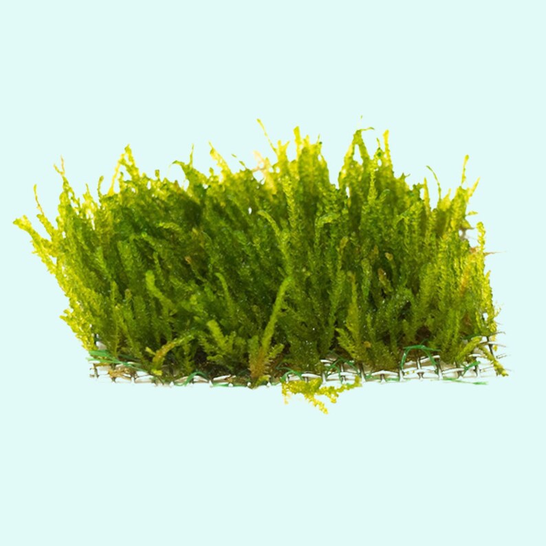 Flame Moss Taxiphyllum 'Flame' 2 Ounce Cup Live Aquarium Plants BUY 2 GET 1 FREE Free Shipping image 2