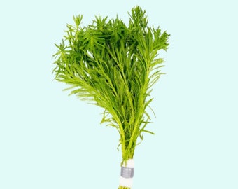 Parrot Feather Myriophyllum Aquaticum Bunch | Feathery Foliage | Fast Growing Aquatic Plants | Buy2 Get 1 Free | Free Shipping