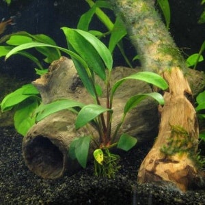 Anubias Afzelii Large Live Aquarium Plants Promote High Water Quality & Easy to care BUY 2 GET 1 FREE Free Shipping image 6