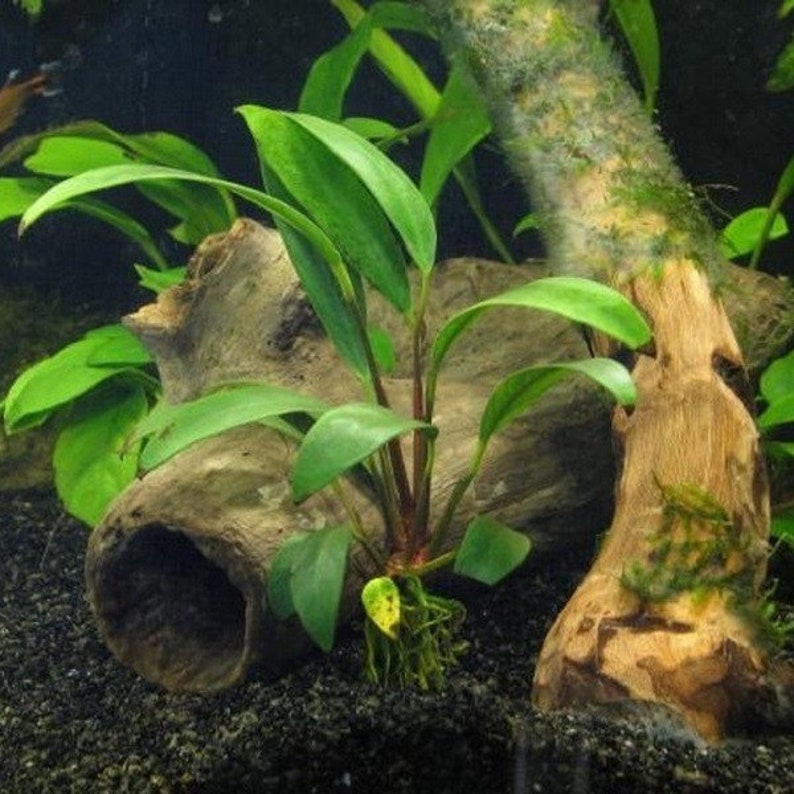 Anubias Afzelii Large Live Aquarium Plants Promote High Water Quality & Easy to care BUY 2 GET 1 FREE Free Shipping image 6