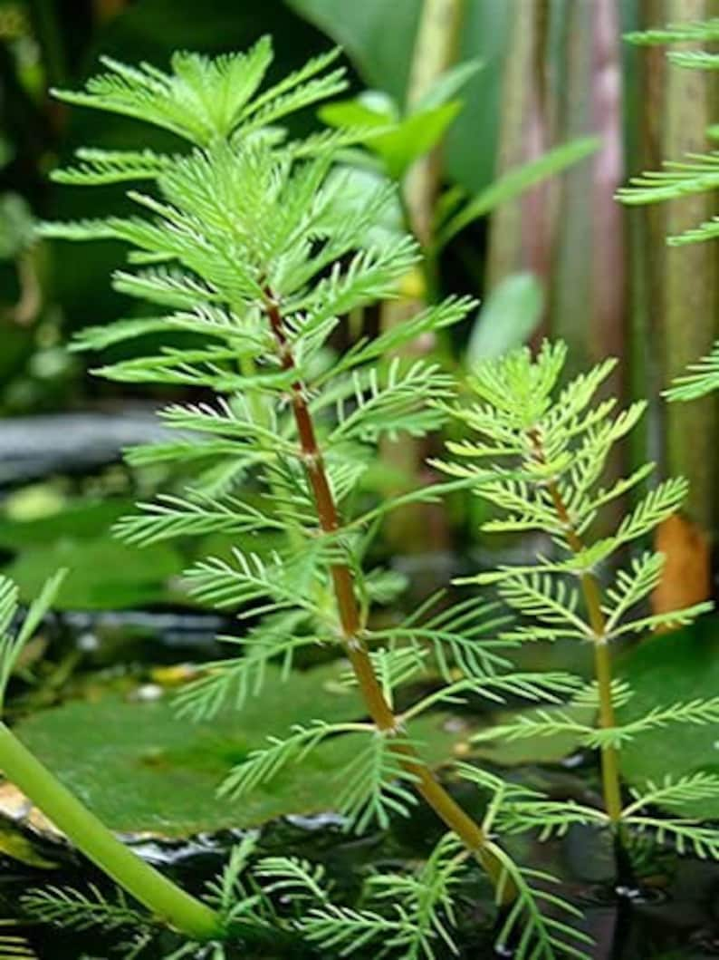 Red Parrot Feather Myriophillum BrasillensisLOW TECH Fish Tank Decoration Plant Live Aquarium Plant Buy2 Get1 Free Free Shipping image 3