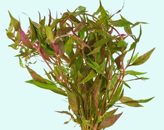 Scarlet Temple (Alternanthera Reineckii) Bunch | Freshwater Aquarium Decor | Live Aquarium Plants | Buy2 Get1 Free | Free Shipping