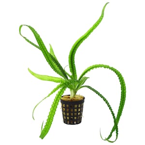 Crinum Calamistratum: Live Curly Aquarium Plant - BUY 2 GET 1 FREE