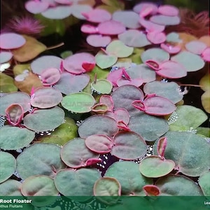 Red Root Floater | Live Aquarium Plant | Buy 2 Get 1 Free