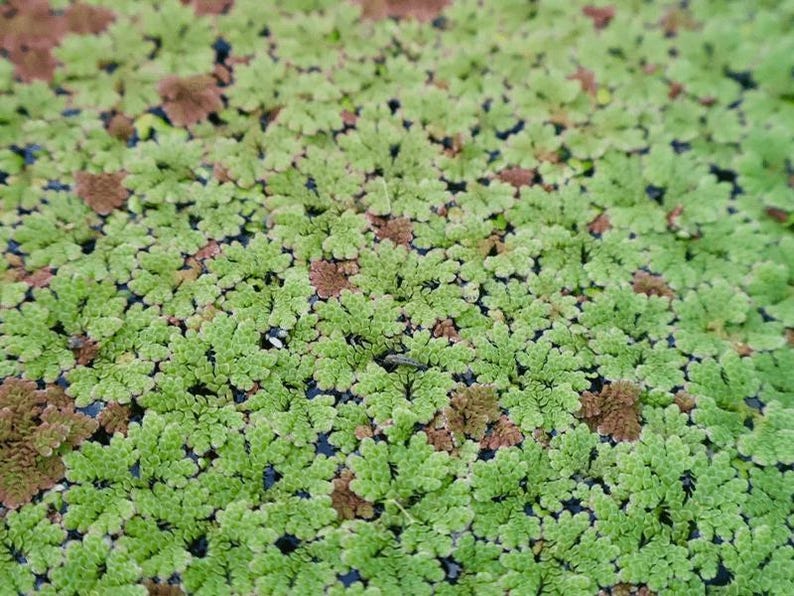 Azolla Filiculoides 