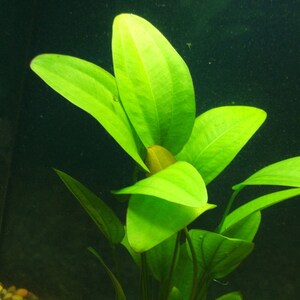 Radican Sword Echinodorus Cordifolius Fresh Water Aquatic Plants Easy AQUARIUM PLANTS Buy2 Get1 Free image 8