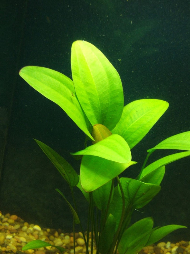 Radican Sword Echinodorus Cordifolius Fresh Water Aquatic Plants Easy AQUARIUM PLANTS Buy2 Get1 Free image 8
