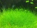 BUY 2 GET 1 FREE Dwarf Hairgrass Clump Eleocharis Parvula | Live Aquarium Plants | Free Shipping