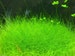 BUY 2 GET 1 FREE Dwarf Hairgrass Clump Eleocharis Parvula | Live Aquarium Plants | Free Shipping 