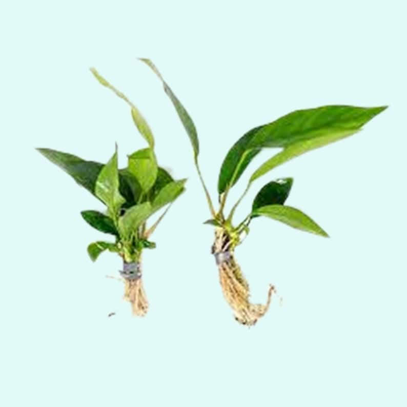 Anubias Barteri Nana Bare Root Large Easy AQUARIUM PLANTS Fish Friendly Plants For Aquarium Decor Buy2 Get1 Free Free Shipping image 8