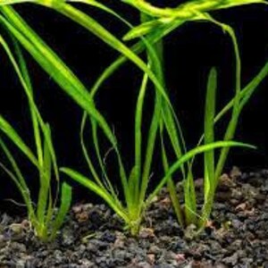 18 Jungle Vals Italian Val Vallisneria Live Aquarium Plants BUY 2 GET 1 FREE image 8