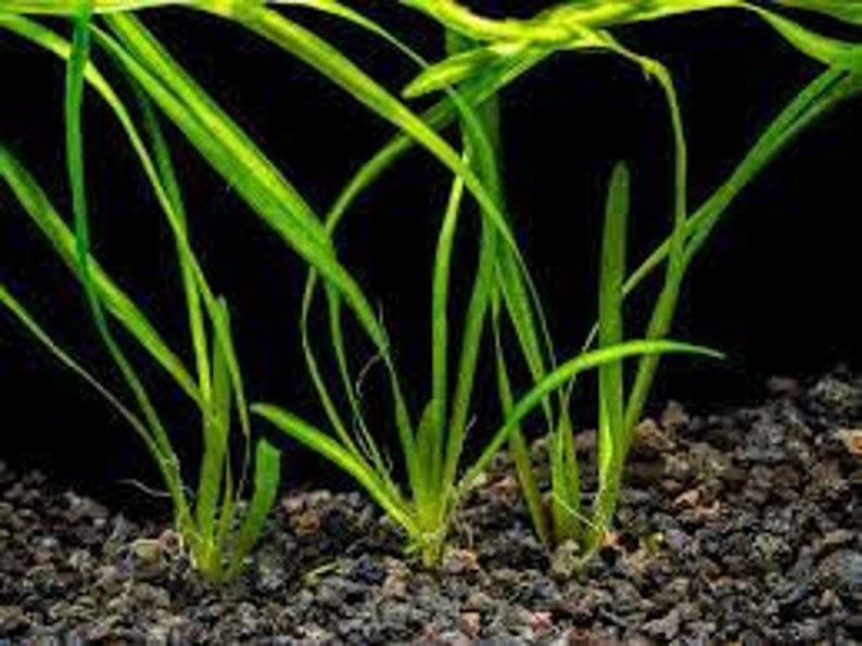 18 Jungle Vals Italian Val Vallisneria Live Aquarium Plants BUY 2 GET 1 FREE image 8