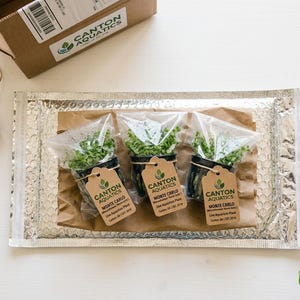 Monte Carlo Micranthemum Live Aquarium Plants | BUY 2 GET 1 FREE | Carpet Aquascape image 4