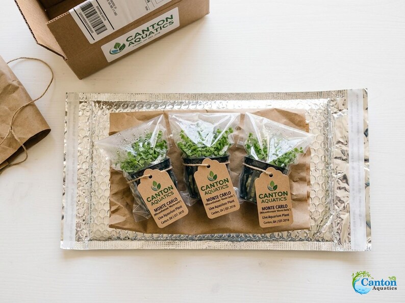 Monte Carlo Micranthemum Live Aquarium Plants | BUY 2 GET 1 FREE | Carpet Aquascape image 4