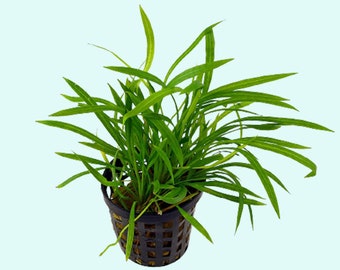 Helanthium Tenellum (Echinodorus) Pot | Live Aquarium Plants | BUY 2 GET 1 FREE | Free Shipping