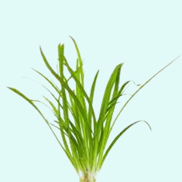 Sagittaria (Subulata) Bundle Plant | Live Aquarium Easy Carpet Growing Plants Easiest Foreground Plant Dwarf Sag Plant
