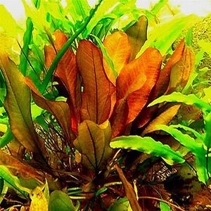 Amazon Sword Echinodorus Kleiner Bar BEGINNER Live Aquarium Plants Fresh Water Aquariym Plants Buy2 Get1 Free Free Shipping image 5