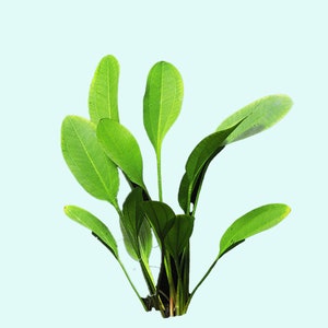 Amazon Sword Echinodorus Kleiner Bar BEGINNER Live Aquarium Plants Fresh Water Aquariym Plants Buy2 Get1 Free Free Shipping image 1