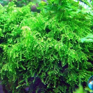 Weeping Moss Vesicularia Ferriei |Live Aquarium Plants Live Territarium Moss Rug |Fresh Water Aquatic Plants |BUY 2 GET 1 FREE|Free Shipping