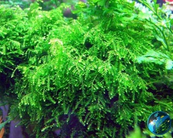Weeping Moss Vesicularia Ferriei |Live Aquarium Plants Live Territarium Moss Rug |Fresh Water Aquatic Plants |BUY 2 GET 1 FREE|Free Shipping