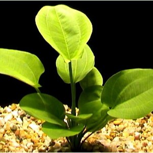 Radican Sword Echinodorus Cordifolius Fresh Water Aquatic Plants Easy AQUARIUM PLANTS Buy2 Get1 Free image 7