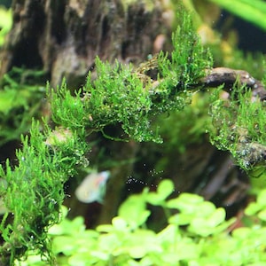 Flame Moss Taxiphyllum 'Flame' 2 Ounce Cup Live Aquarium Plants BUY 2 GET 1 FREE Free Shipping image 3