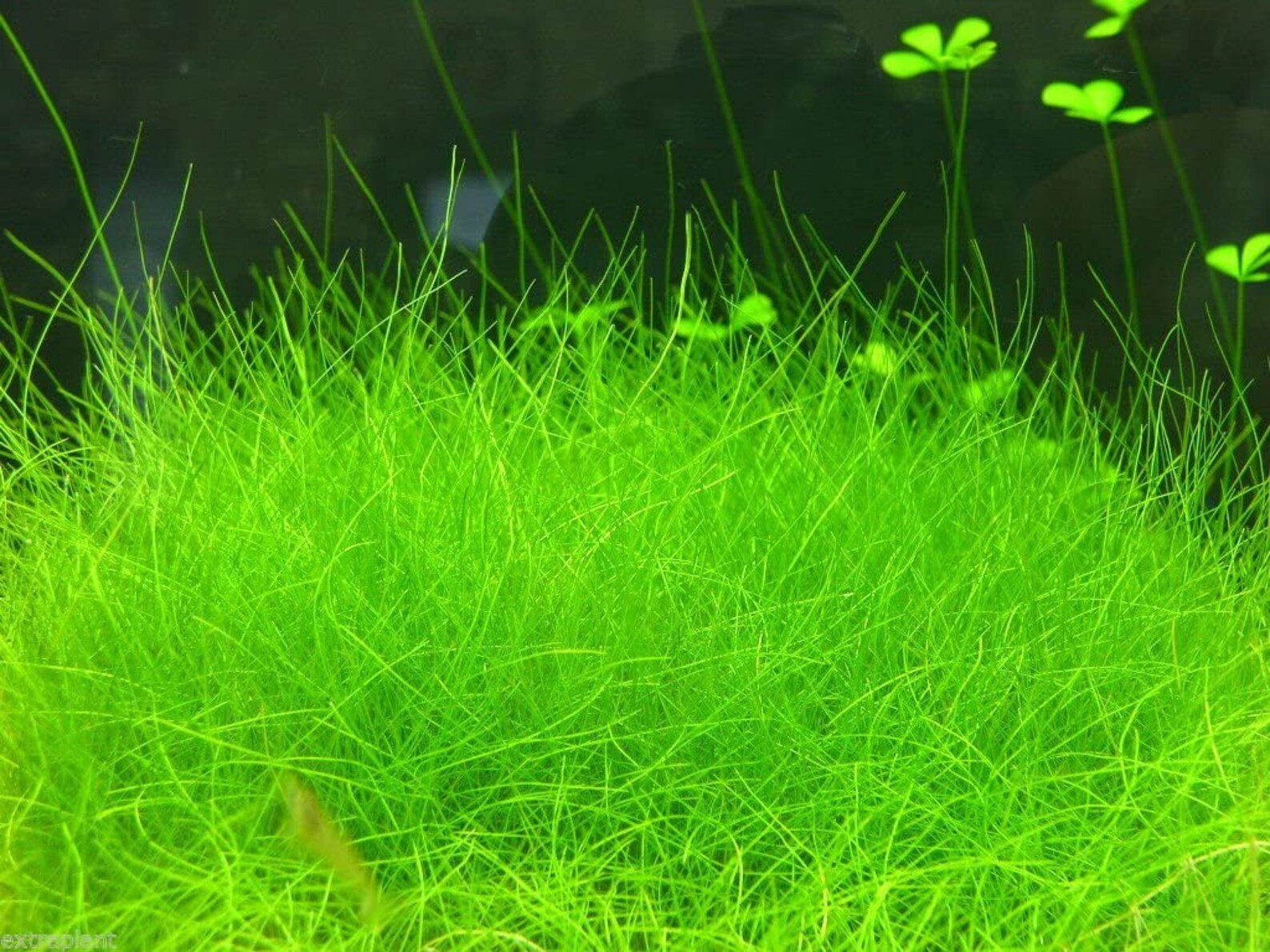 Easy AQUARIUM PLANTS Dwarf Hairgrass 3X 3 Coconut Coir Etsy
