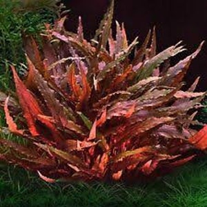 Cryptocoryne Wendtii Brown Small Live Aquarium Plants BUY 2 GET 1 FREE Free Shipping image 6