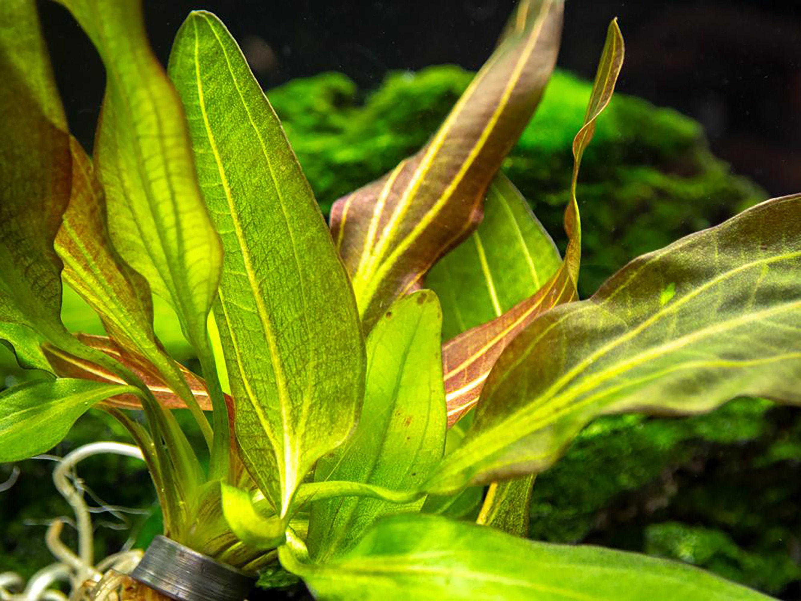 LOW TECH Live Aquarium Plant Amazon Melon Sword Etsy