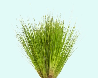 Dwarf Hairgrass Eleocharis Parvula: Easy Freshwater Aquarium Plant  for Fish Tanks & Terrariums BUY 2 GET 1 FREE