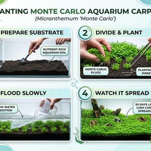 Monte Carlo Micranthemum Live Aquarium Plants | BUY 2 GET 1 FREE | Carpet Aquascape image 10