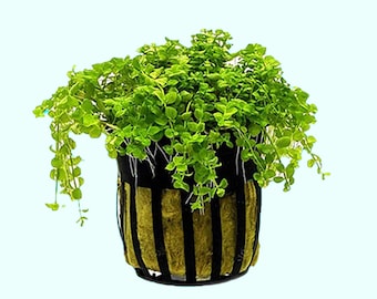 BUY 2 GET 1 FREE Monte Carlo (Micranthemum) | Live Aquarium Plants | Free Shipping