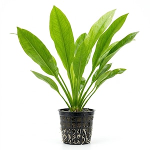 Large Amazon Sword Live Aquarium Plant in Pot, Freshwater Echinodorus Background Plant