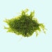 Mini Christmas Moss Mesh Pad - Live Aquarium Plant For Shrimp & Fish Tanks, 3"x3" On Stainless Steel, Snail & Pest Free