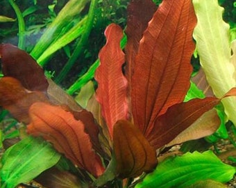 Indian Red Sword (Echinodorous) | Improves water Quality and Easy to care | Terrarium live plants  | BUY 2 GET 1 FREE | Free Shipping