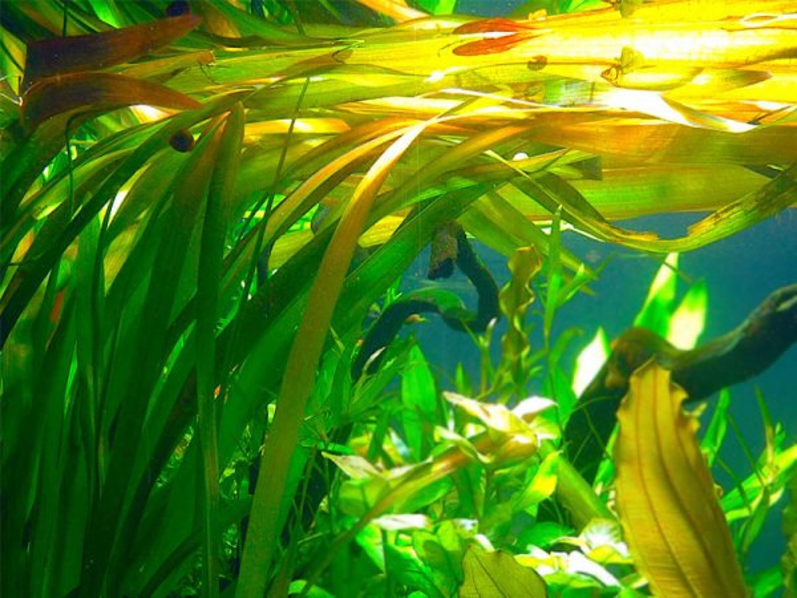 6 Jungle Vallisneria American Val Plants EZ2GROW Live Aquarium Etsy